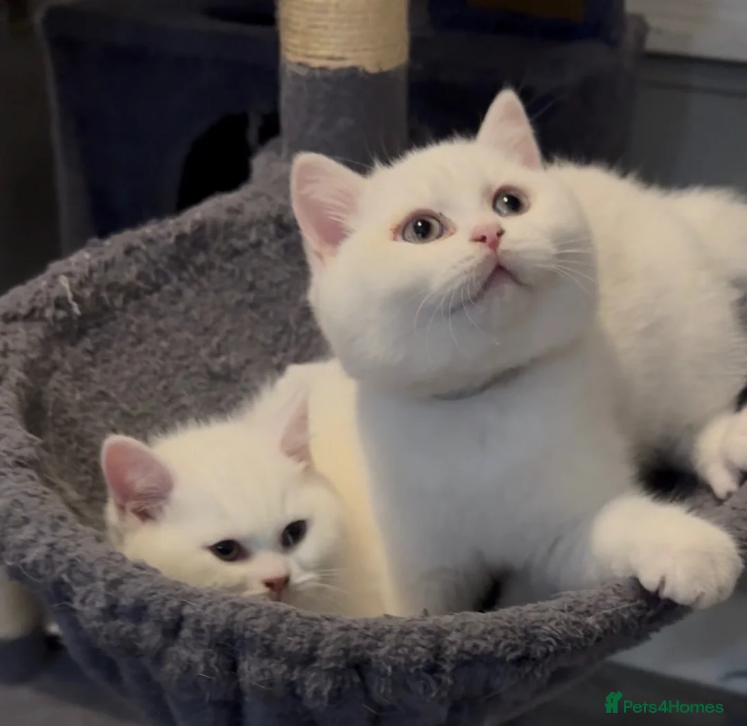 British Shorthair cats for sale: ⭐️GCCF registered British shorthair kittens⭐️ - Advert 2