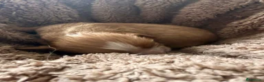 Cavapoo 3