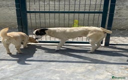 Mixed Breed dogs for adoption: Piper, 1.5 yrs approx. Available for adoption. - Image 3