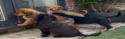Central Asian Shepherd dogs for sale: Central Asian Shepard - Advert 14