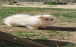 Pomeranian dogs for sale: Extra small pom girl 1kg - Image 2