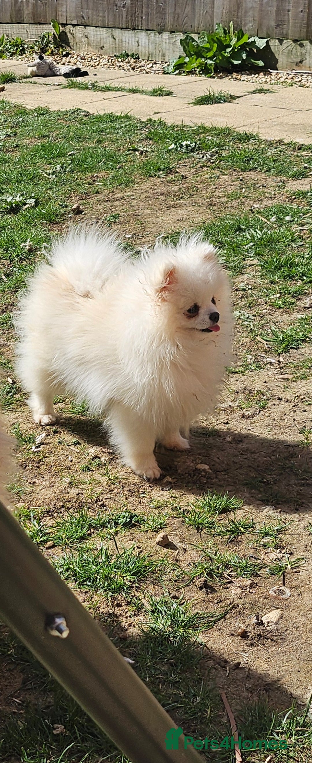 Pomeranian dogs for sale: Extra small pom girl 1kg - Image 2