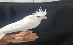 Cockatiels birds for sale: Silly hand tamed cockatiels for sale  - Image 20
