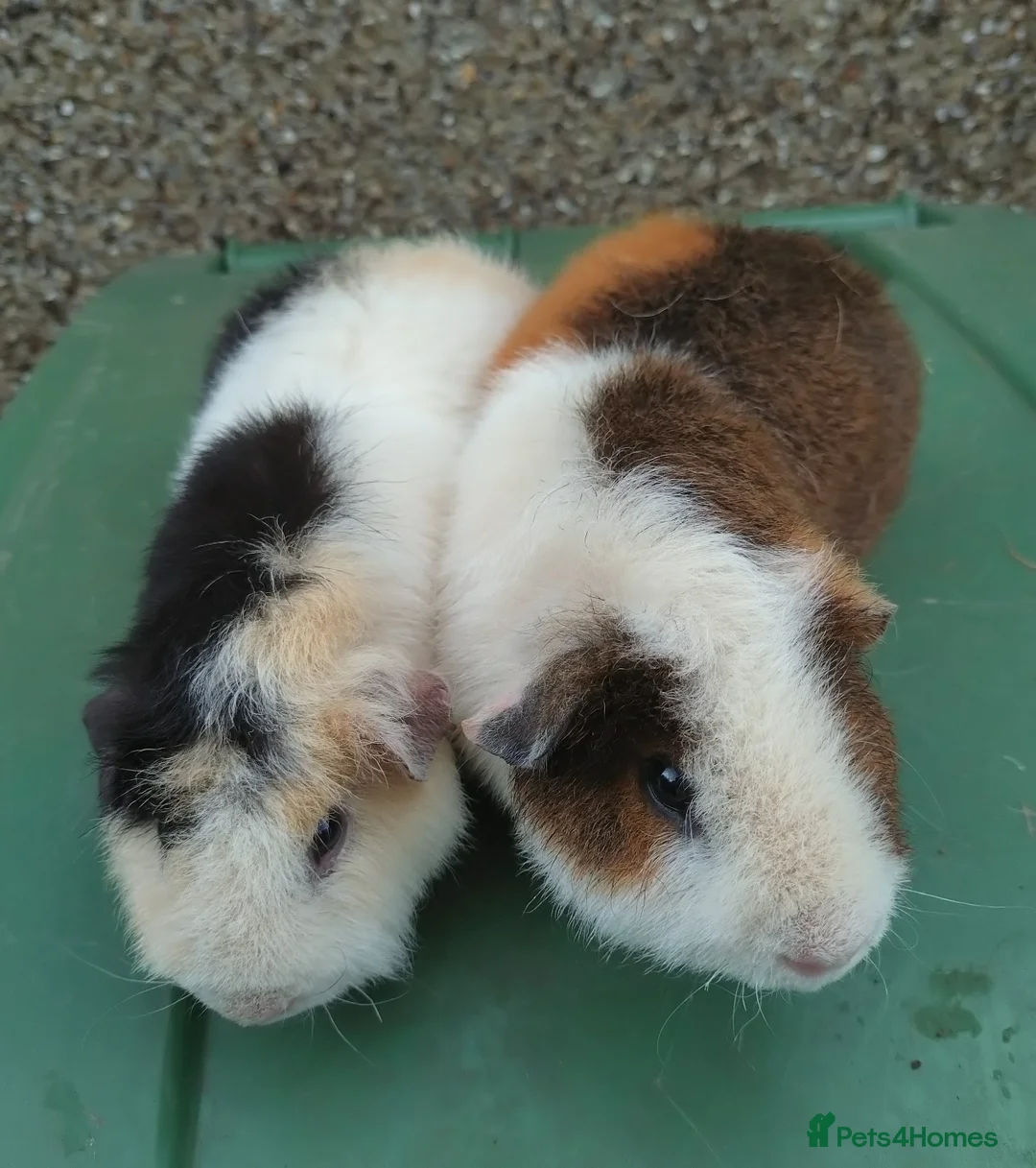 Guinea Pig rodents for sale: Guinea pigs For sale - Advert 2