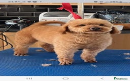 Labradoodle dogs for sale: READY FOR THEIR FOREVER SOFA NOW - Image 4
