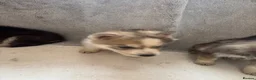 Shepsky dogs for sale: German shepherd cross husky puppy’s  - Advert 16