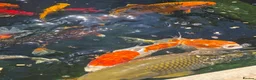 Koi Carp fish for sale: Koi Carp  in Brighton - Advert 1