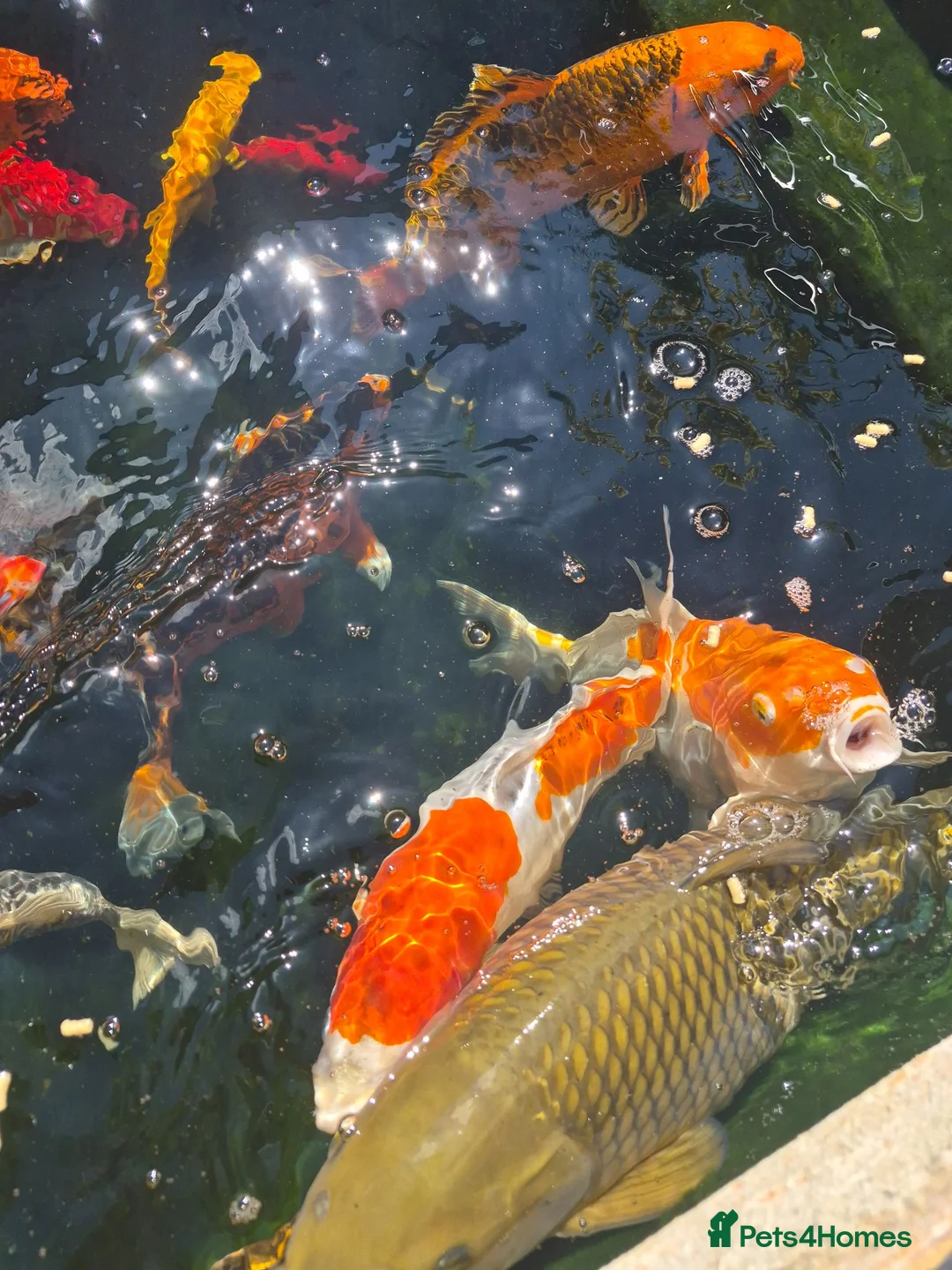 Koi Carp fish for sale: Koi Carp  in Brighton - Advert 1