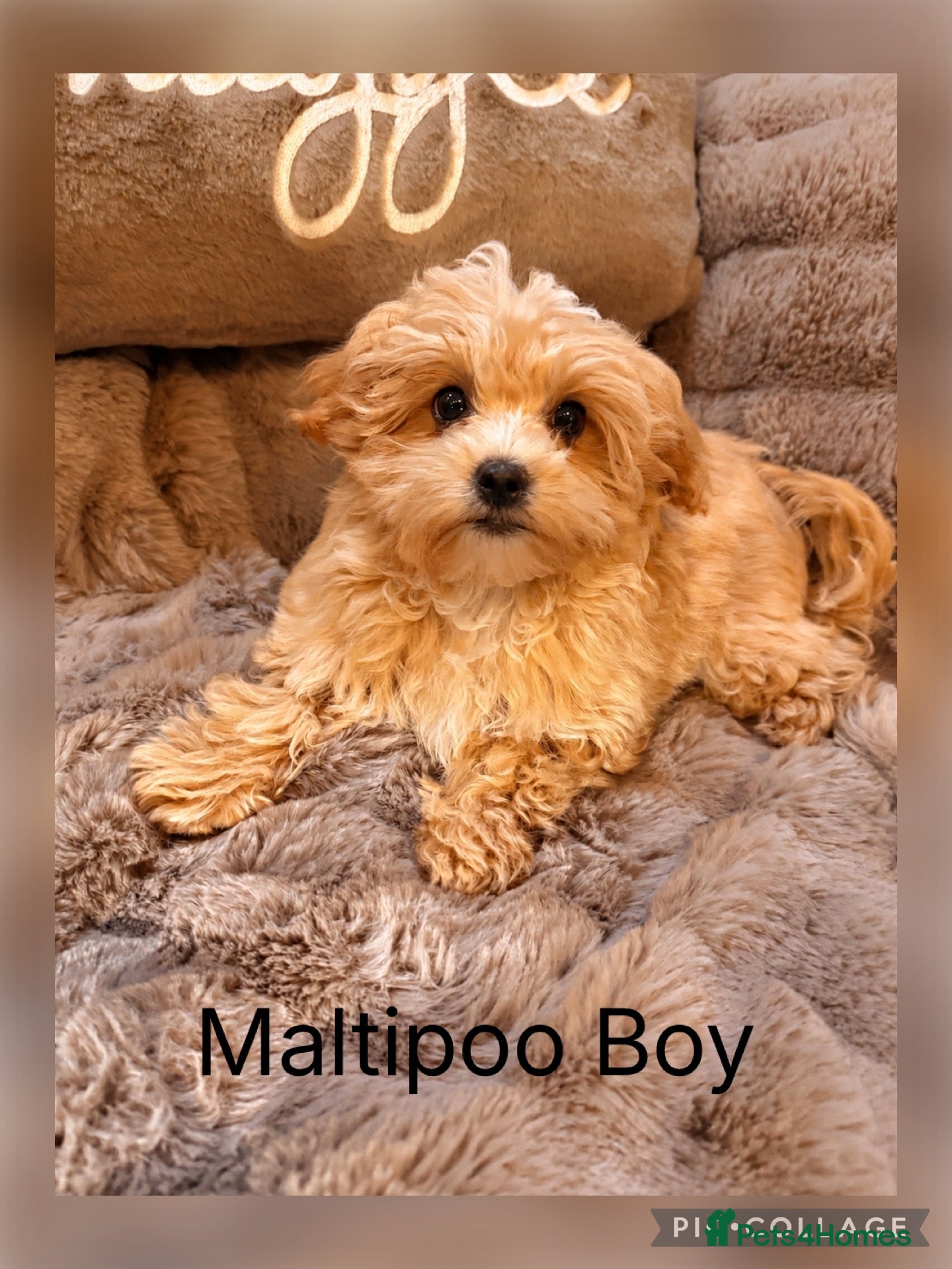 Maltipoo dogs Maltipoo Baby Boys  - Advert 1