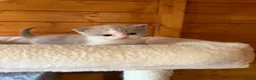 British Shorthair cats for sale: 3 Gorgeous TICA registered kittens  - Advert 5