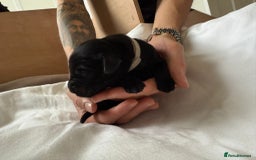 Flat coated Retriever dogs for sale: Flat coat Retriever Puppies for sale - Image 10