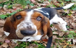 Basset Hound dogs for sale: 6 month Basset Hound seeking home - Image 1