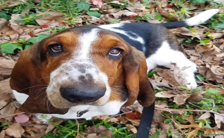 Basset Hound dogs - Advert 1