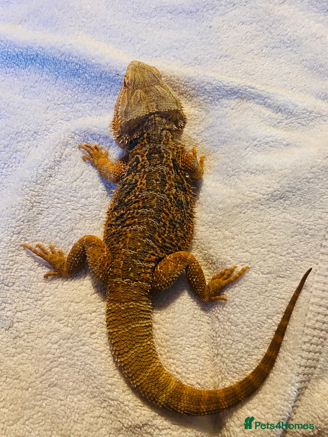 Bearded Dragon reptiles for sale: Blue Bar Breaded Dragon with Vivarium - Advert 6