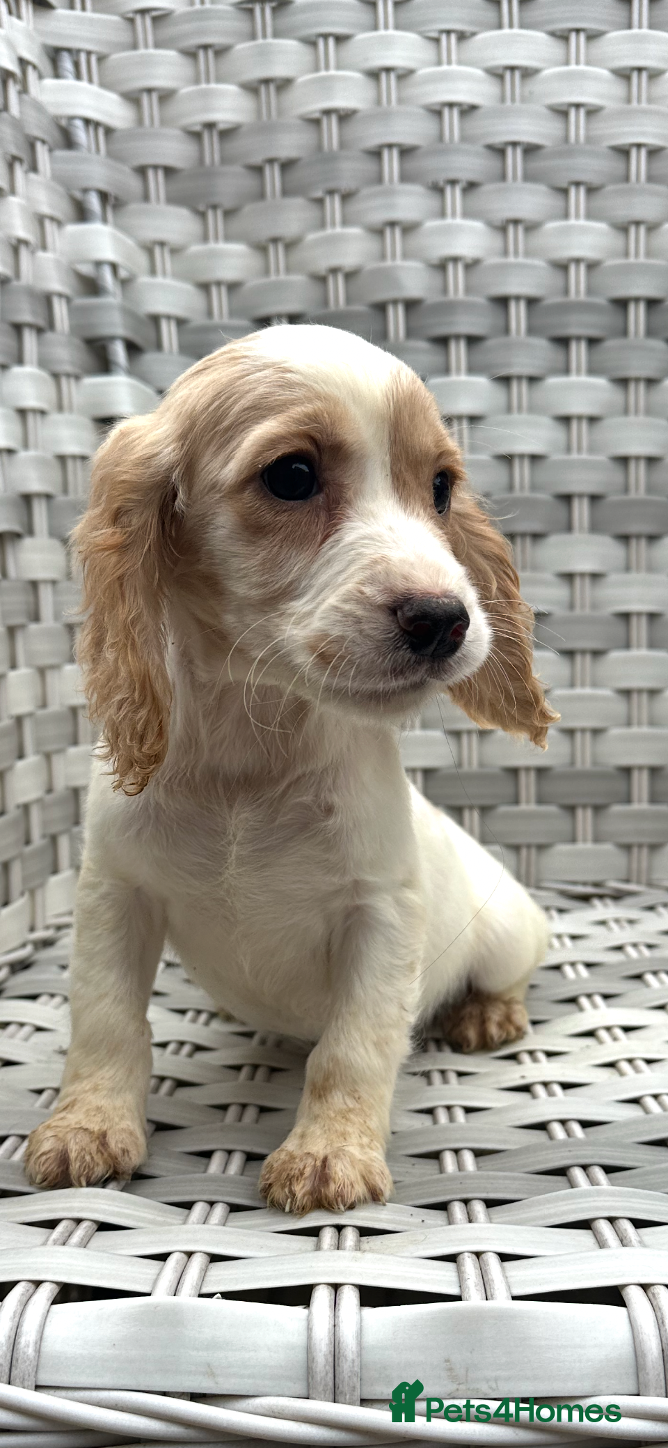 Cocker Spaniel dogs Cocker spaniels  - Advert 6