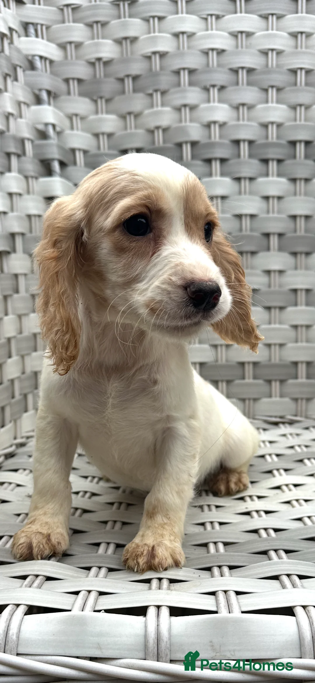 Cocker Spaniel dogs for sale: Cocker spaniels  - Advert 1