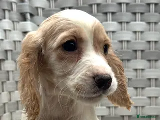 Cocker Spaniel dogs Cocker spaniels - Advert 6