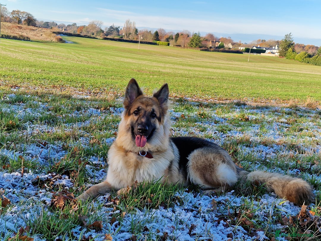 German Shepherd dogs for sale: Outstanding German Shepherd Puppies - Advert 15