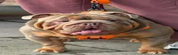 English Bulldog dogs for stud: Fully Suited Lilac and Tan in Birmingham - Advert 4