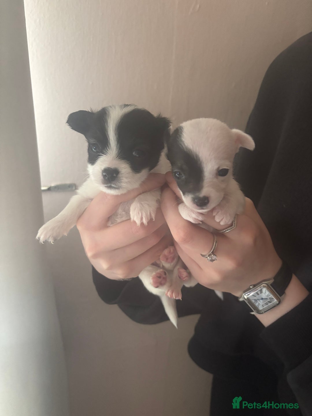 Chihuahua dogs for sale: All pups got loving homes - Image 4