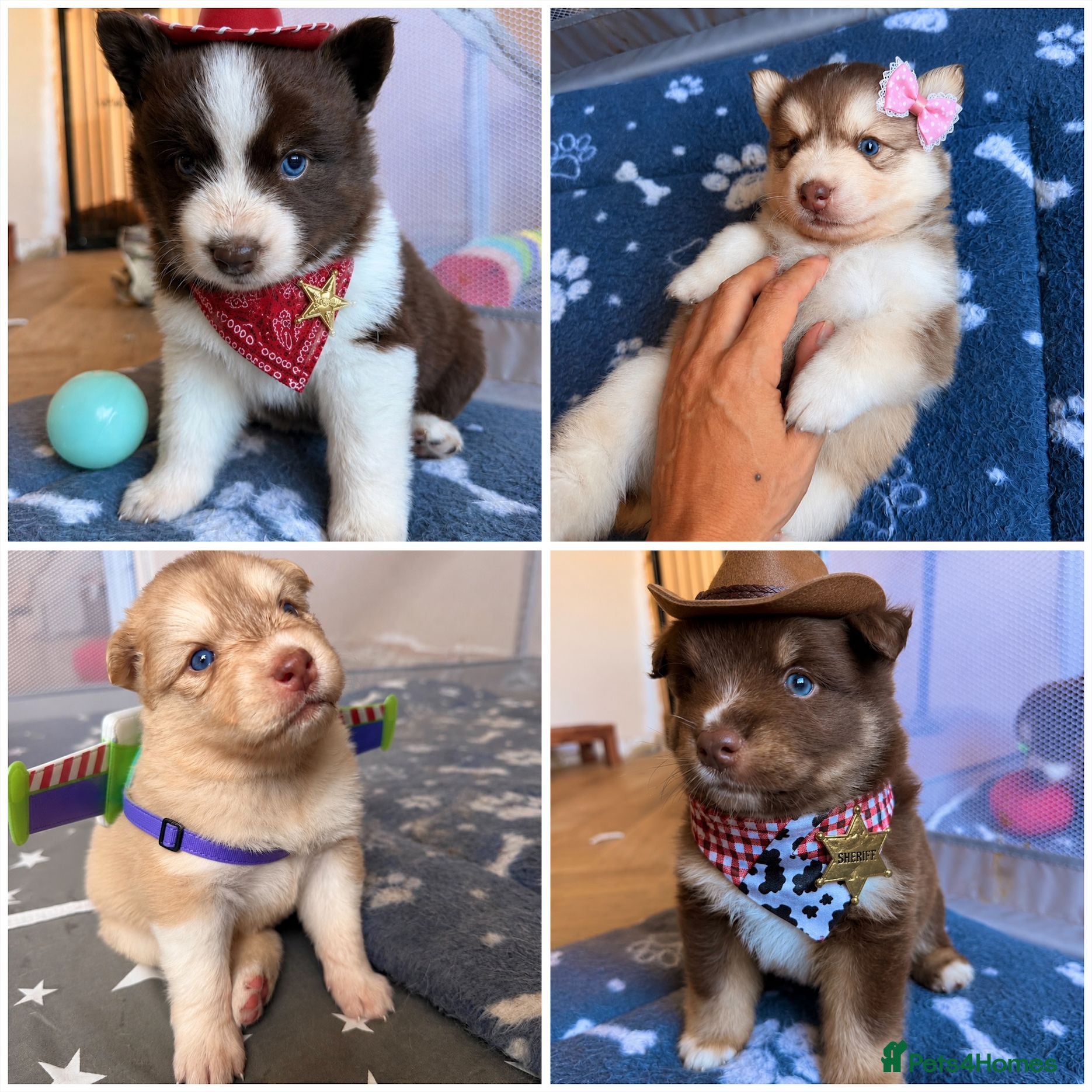 Pomsky dogs Stunning F3 Rare Chocolate Pomskies Health Tested - Advert 3