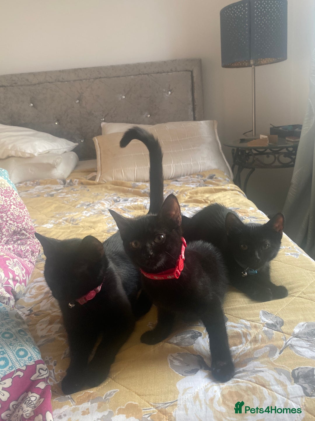 Bombay cats for sale: cats  - Image 7