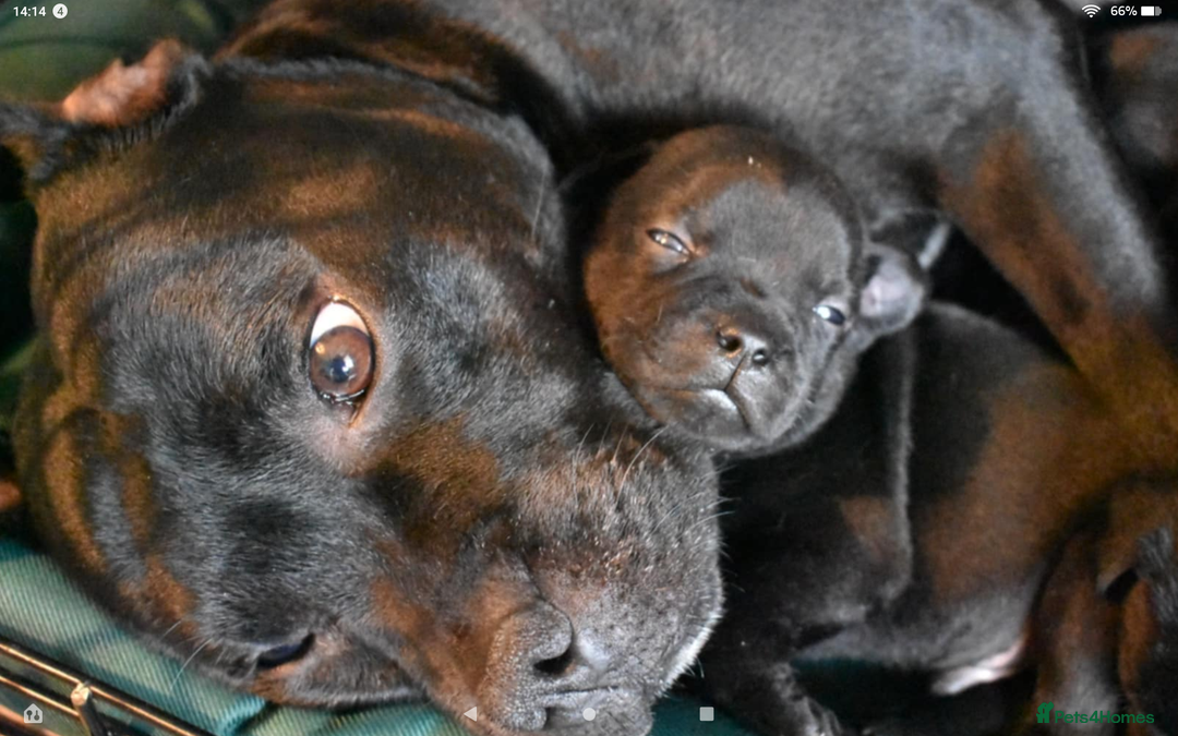 Staffordshire Bull Terrier dogs for sale: Kc registered Staffordshire Bull terrier pups - Image 1