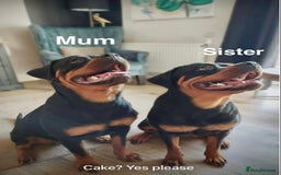 Rottweiler dogs for sale: 🏆(Kc)Champion bloodline Rottweiler puppies. - Image 5