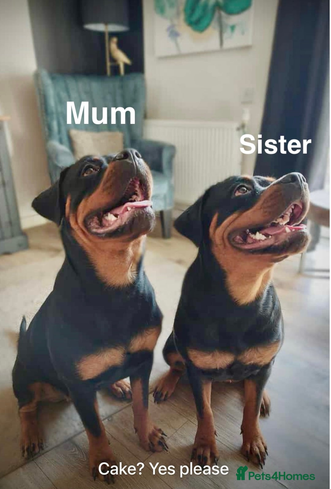 Rottweiler dogs for sale: 🏆(Kc)Champion bloodline Rottweiler puppies. - Image 5