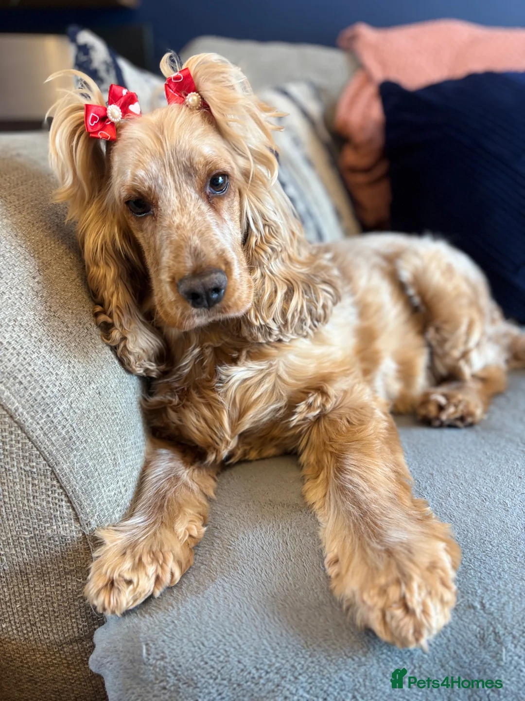 Cocker Spaniel dogs for sale: ⭐️⭐️WAITING LIST OPEN ⭐️⭐️ in York - Advert 2