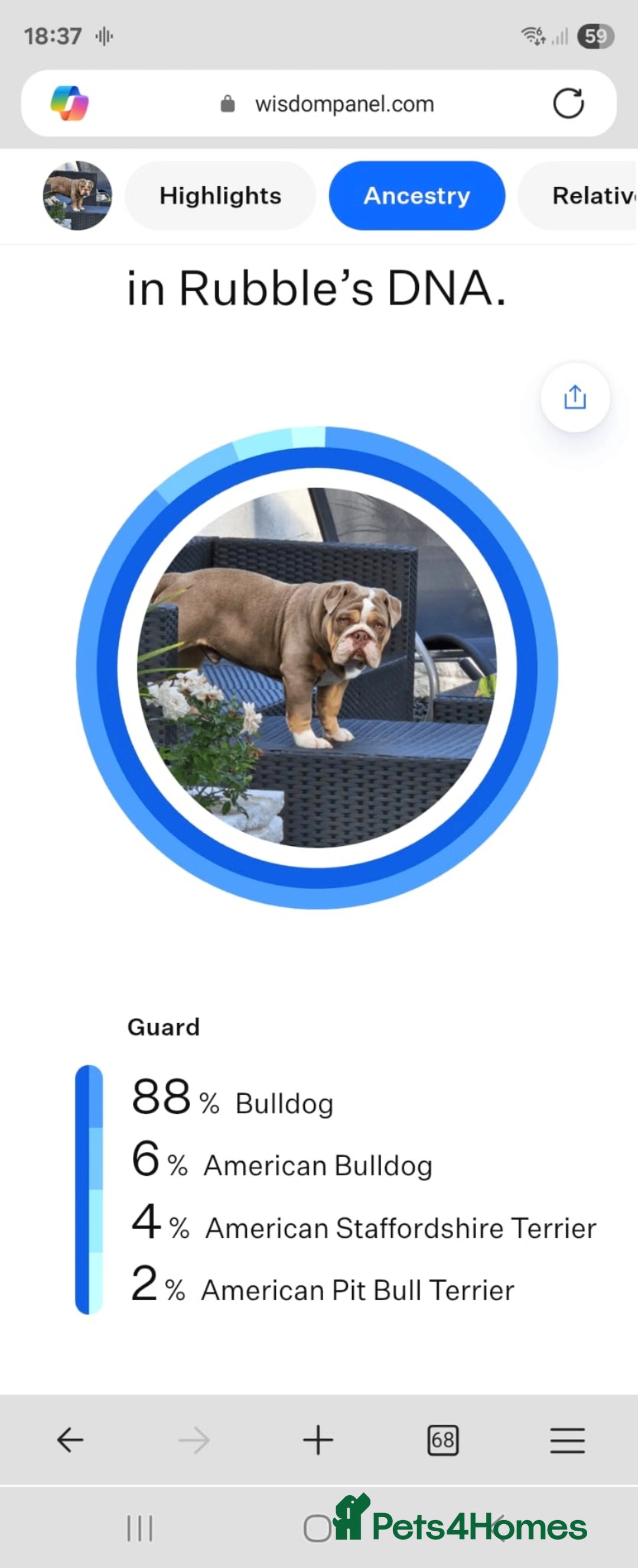 English Bulldog dogs for stud: RUBBLE FOR STUD - Advert 4