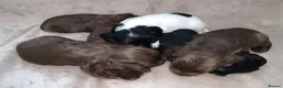 English Springer Spaniel dogs for sale:  Springer spaniel pups looking for forever homes in March - Advert 1