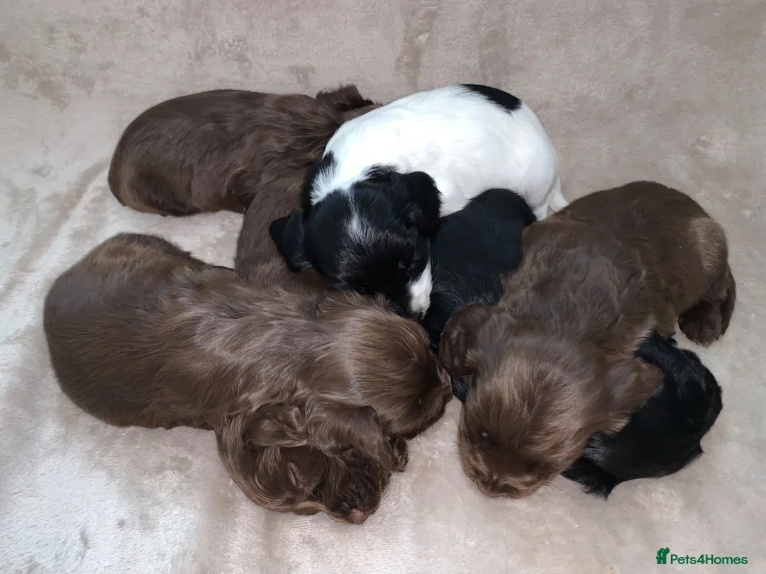 English Springer Spaniel dogs for sale:  Springer spaniel pups looking for forever homes in March - Advert 1