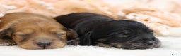 Miniature Dachshund dogs for sale: KC Miniature Dachshund Longhair Puppies - Advert 6
