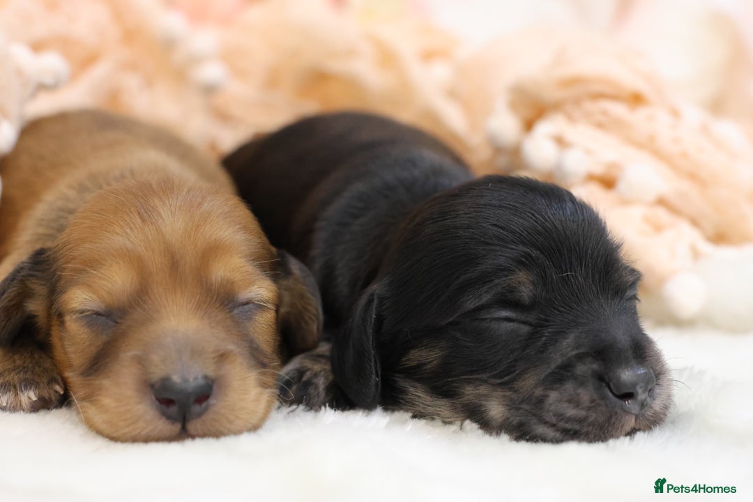 Miniature Dachshund dogs for sale: KC Miniature Dachshund Longhair Puppies - Advert 6