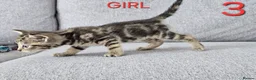 Mixed Breed cats for sale: Adorable kittens - Advert 9