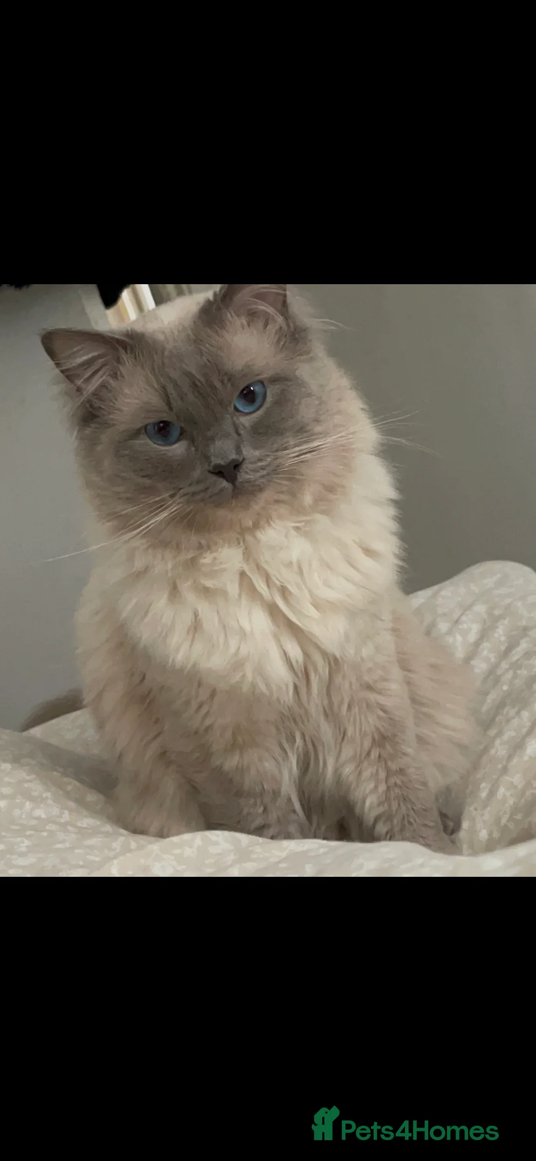 Ragdoll cats for stud: **LARGE STUD BIG LITTERS Bluepoint Stud Ragdoll in Batley - Advert 5