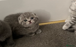 Scottish Fold cats for sale: Scottish fold and Scottish straight kitten - Advert 21