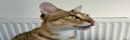 Savannah cats for sale: Beautiful Golden Savannah Girl Scampi - Advert 7
