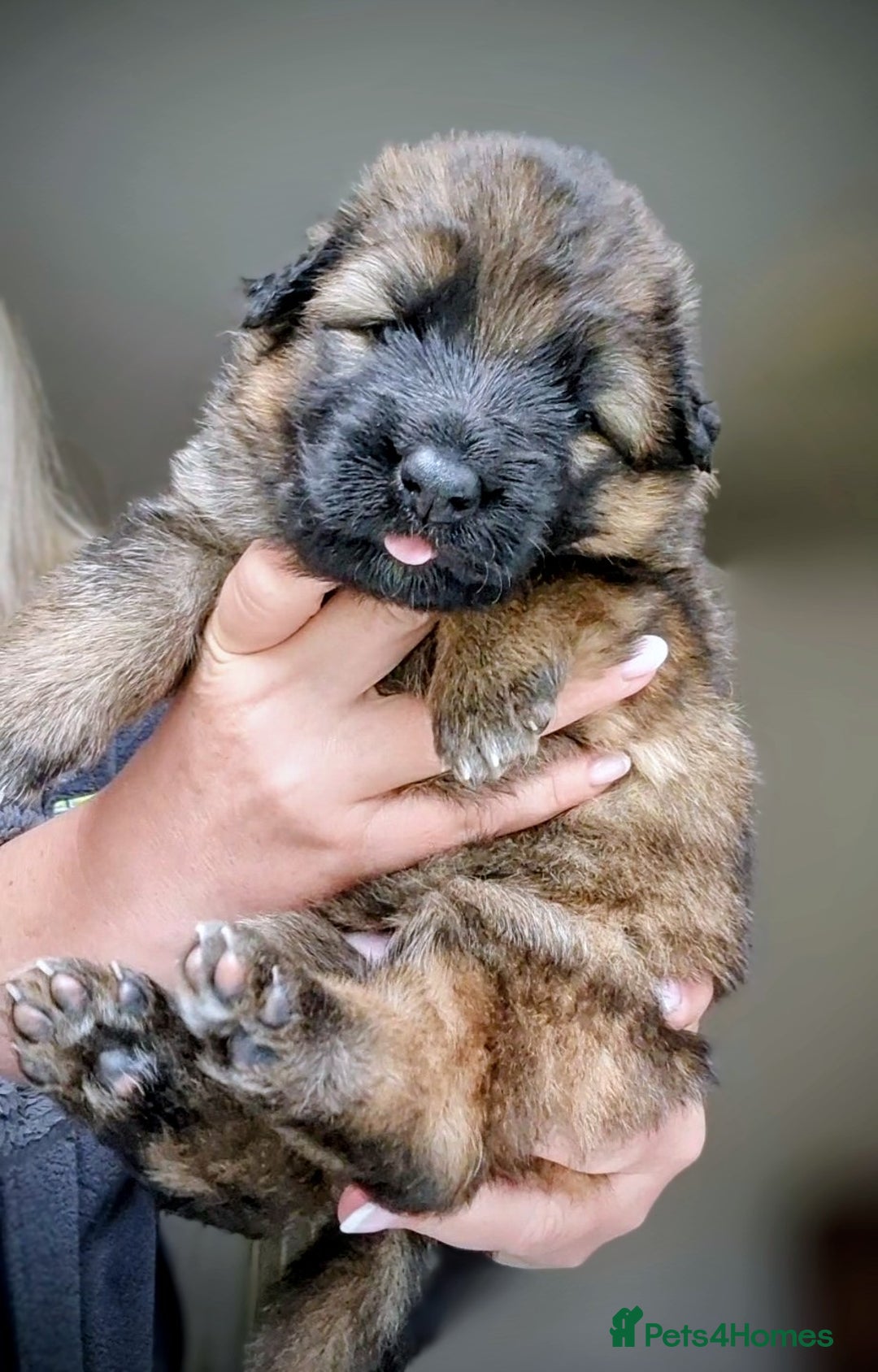 German Shepherd dogs for sale: German shepherd puppies KC register  - Image 10