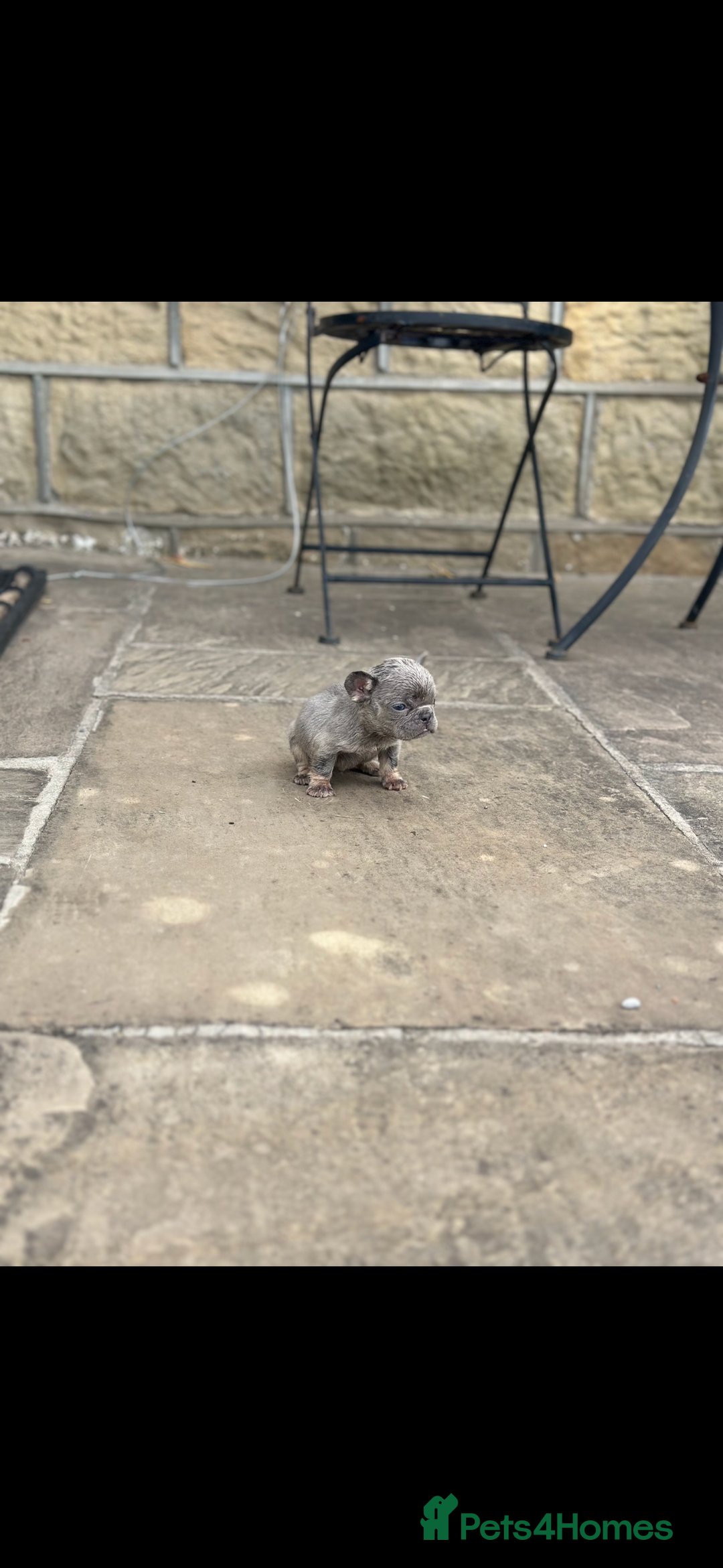 French Bulldog dogs for sale: miniature French bulldog carrying fluffy isabella - Image 16