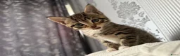 Mixed Breed cats for sale: 4 kittens for sale - Advert 13