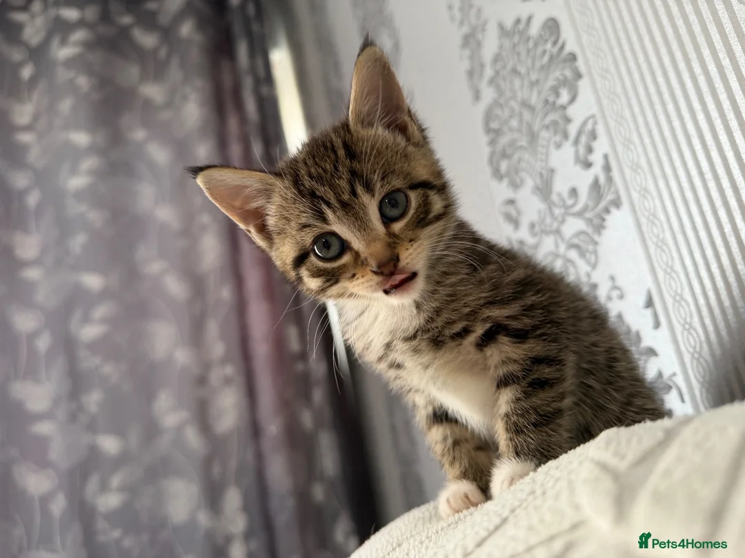 Mixed Breed cats for sale: 4 kittens for sale - Advert 13