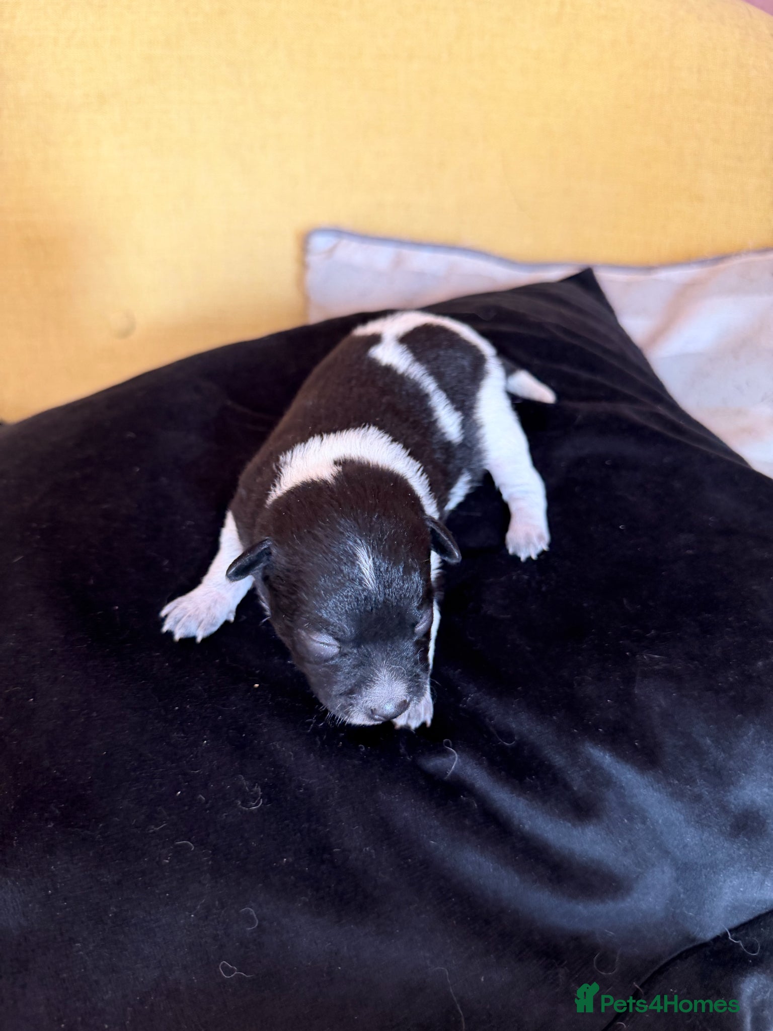 Mexican Hairless dogs for sale: Beautiful Mini Xoloitzcuintli Puppies  in Manchester - Advert 5