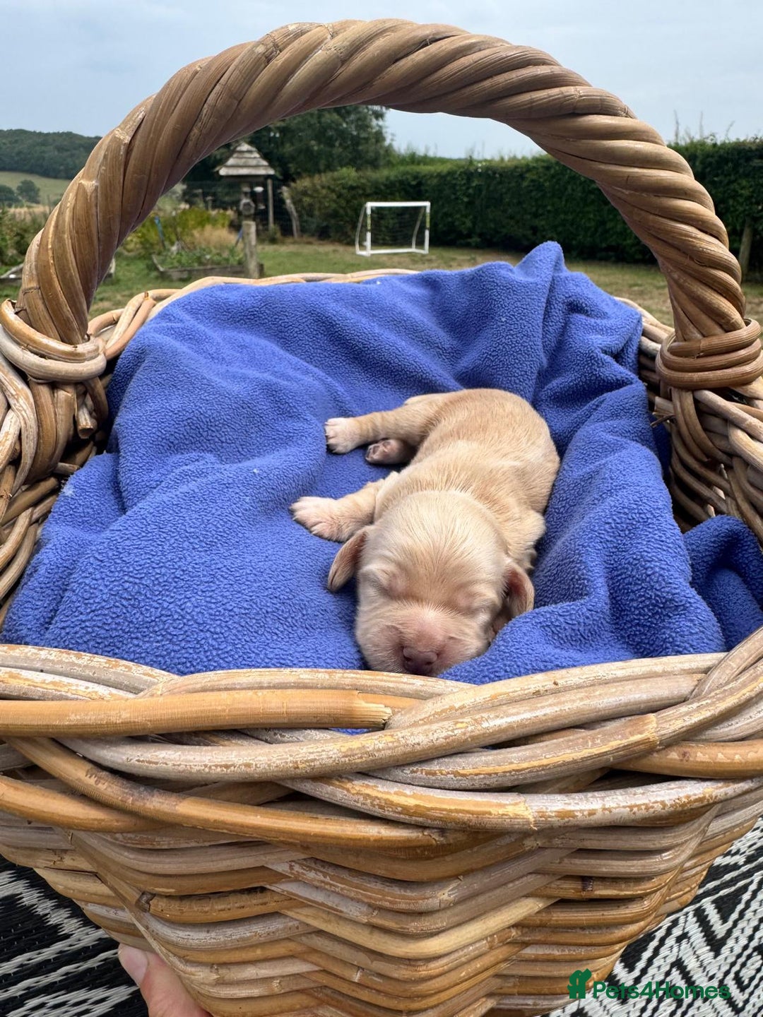 Cocker Spaniel dogs for sale: 1st Class ⭐️⭐️⭐️⭐️⭐️ Licensed - Image 7