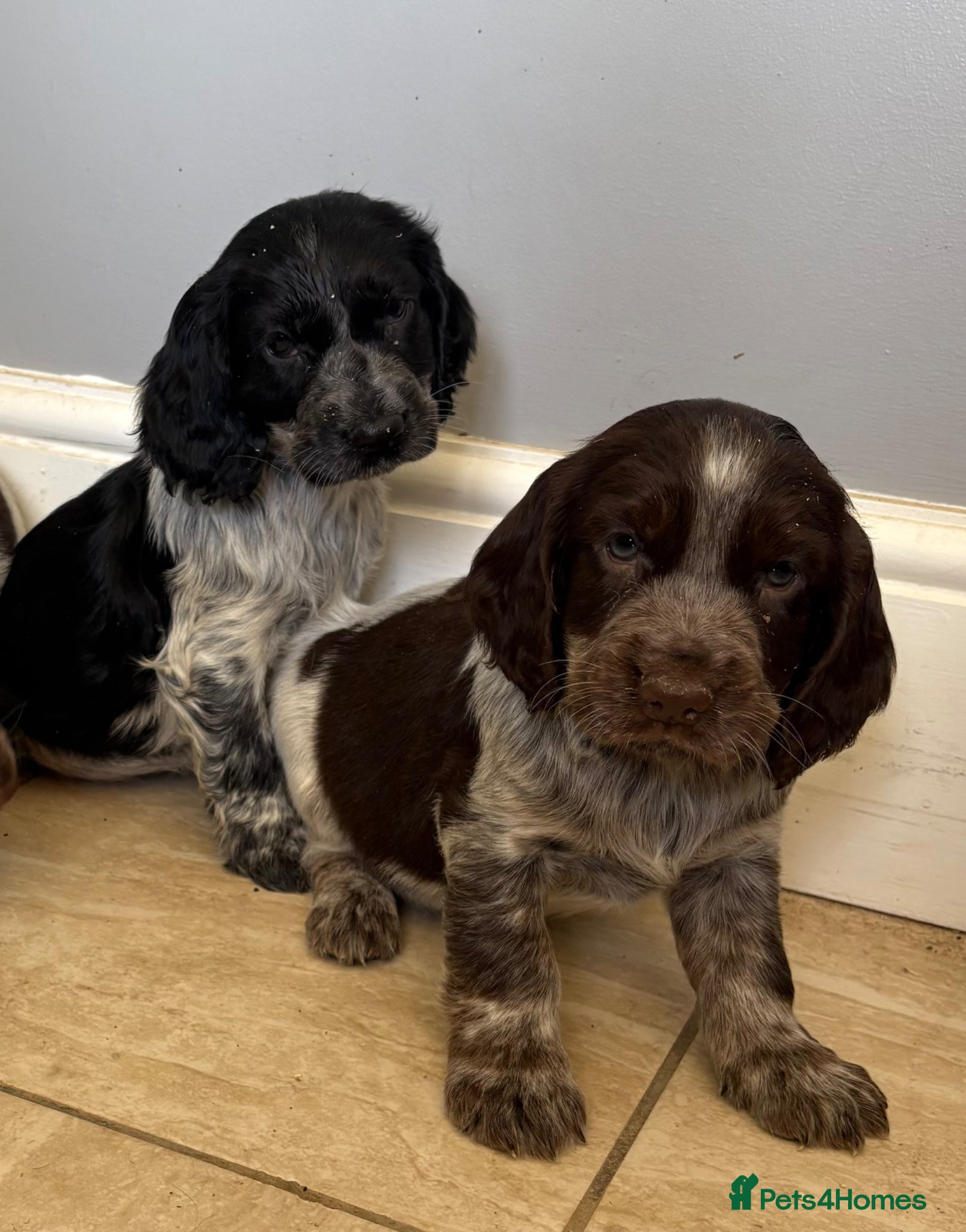 Cocker Spaniel dogs Beautiful Roan Cocker spaniel litter - Advert 1