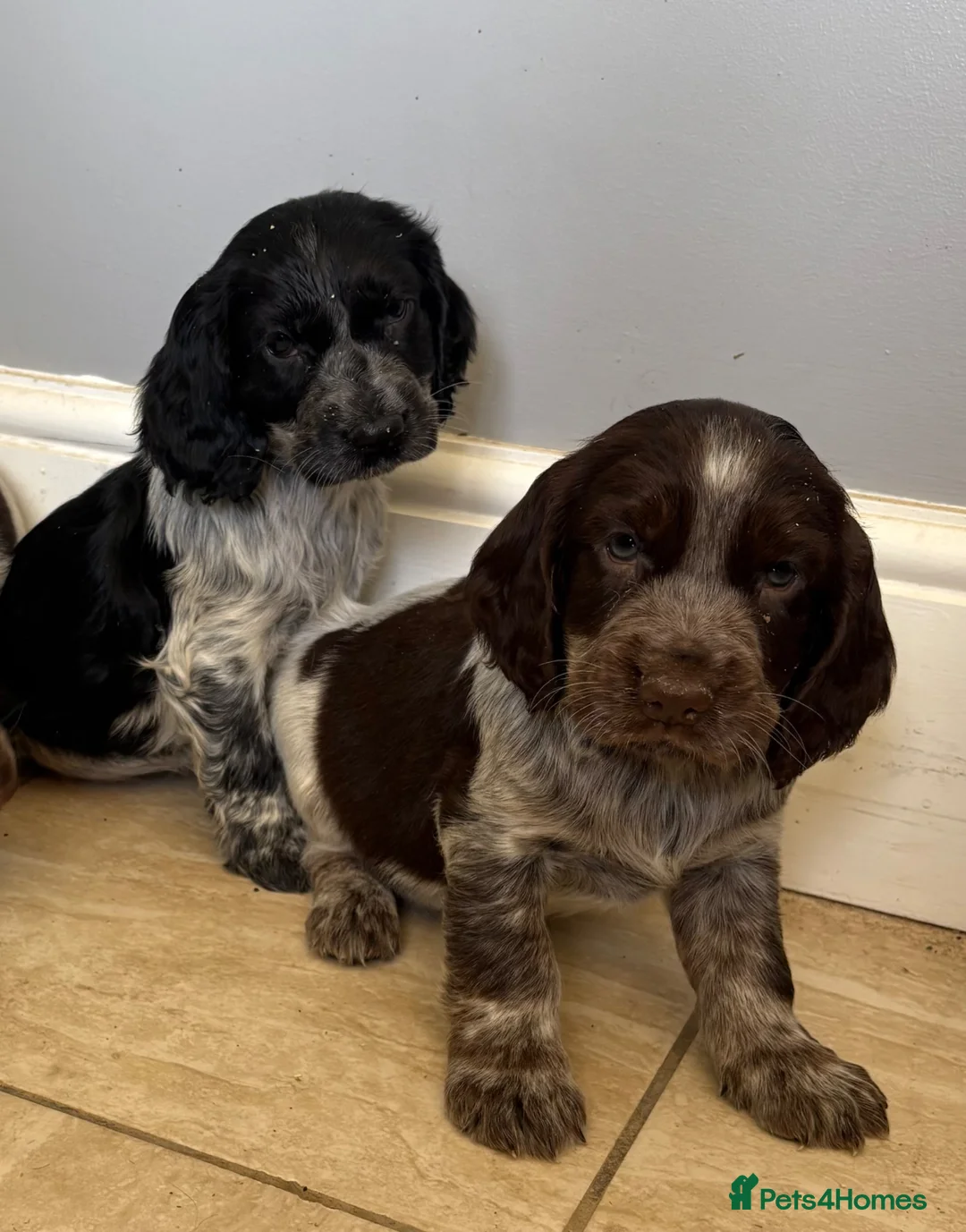 Cocker Spaniel dogs for sale: Beautiful Roan Cocker spaniel litter - Advert 1