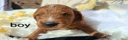 Cockapoo dogs for sale: Cockapoo Puppies PRA Clear! 262 DNA tests clear!KC - Advert 25