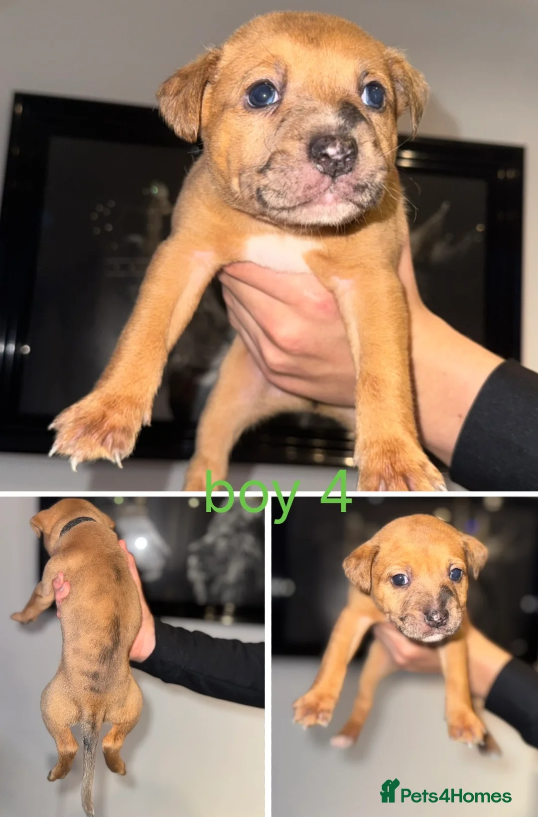 Mixed Breed dogs for sale: Border collie x staffordshire bull terrier pups - Advert 9