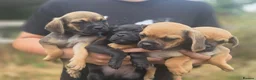 Mixed Breed dogs for sale: Doxie-pug puppys in Norwich - Advert 3